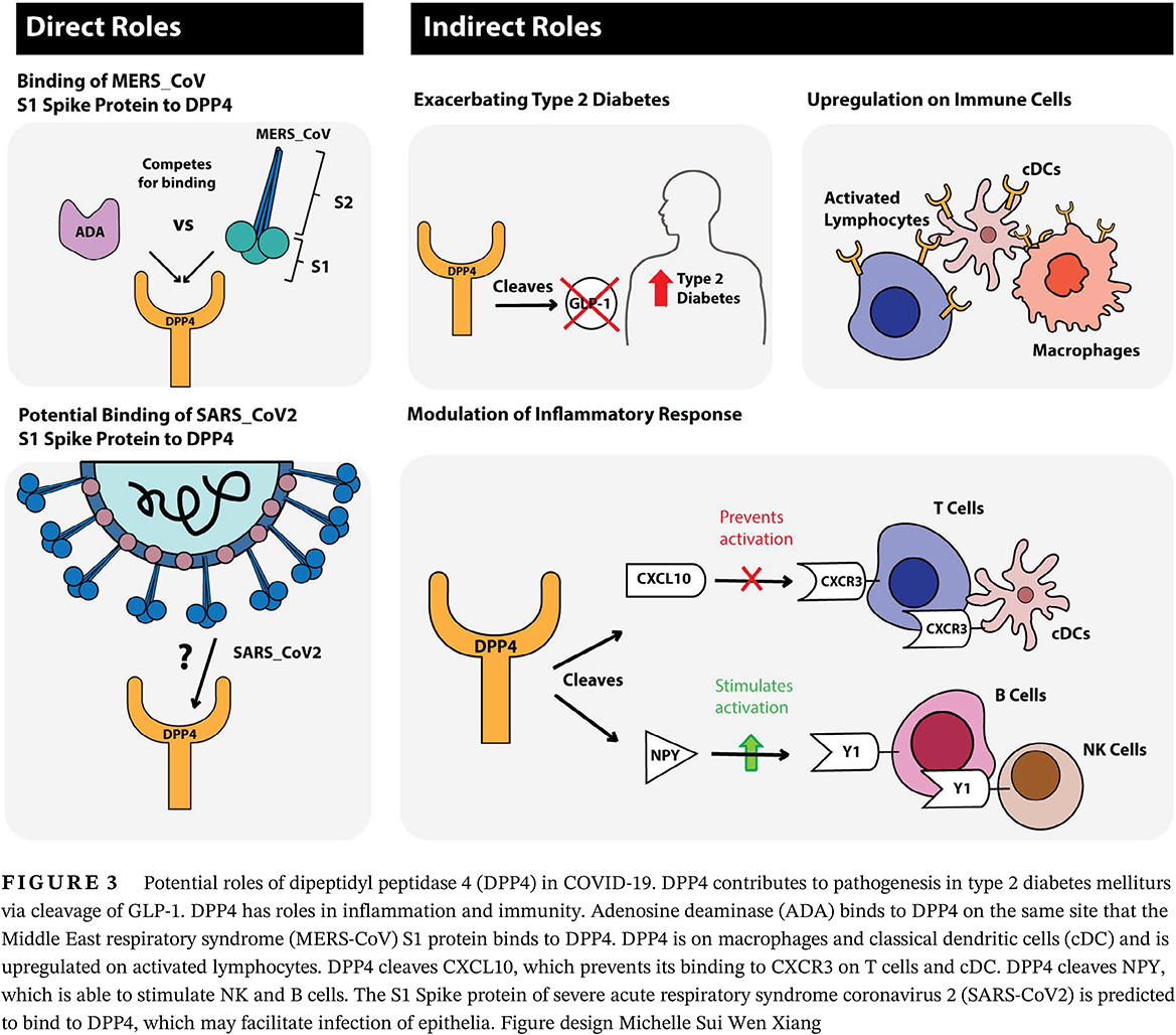 COVID-19 and comorbidities: A role for dipeptidyl peptidase 4 (DPP4) in disease severity? 新冠肺炎与合并症:二肽基肽酶4在疾病严重程度中的作用?