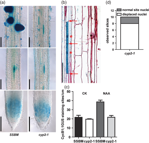Details are in the caption following the image Details are in the caption following the image