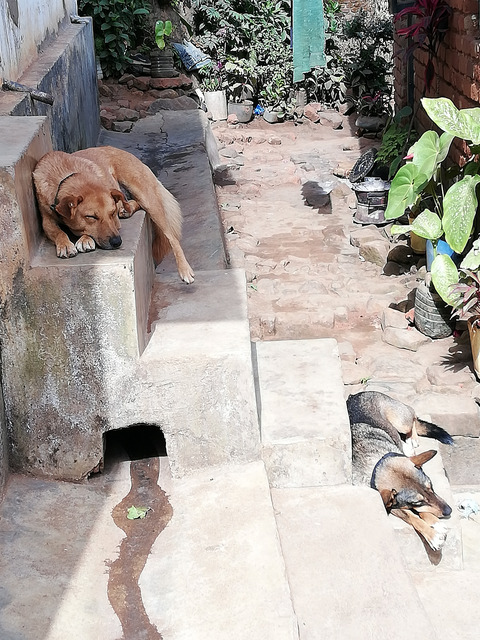 Ranging patterns and factors associated with movement in free-roaming domestic dogs in urban Malawi