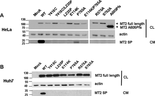 Details are in the caption following the image Details are in the caption following the image