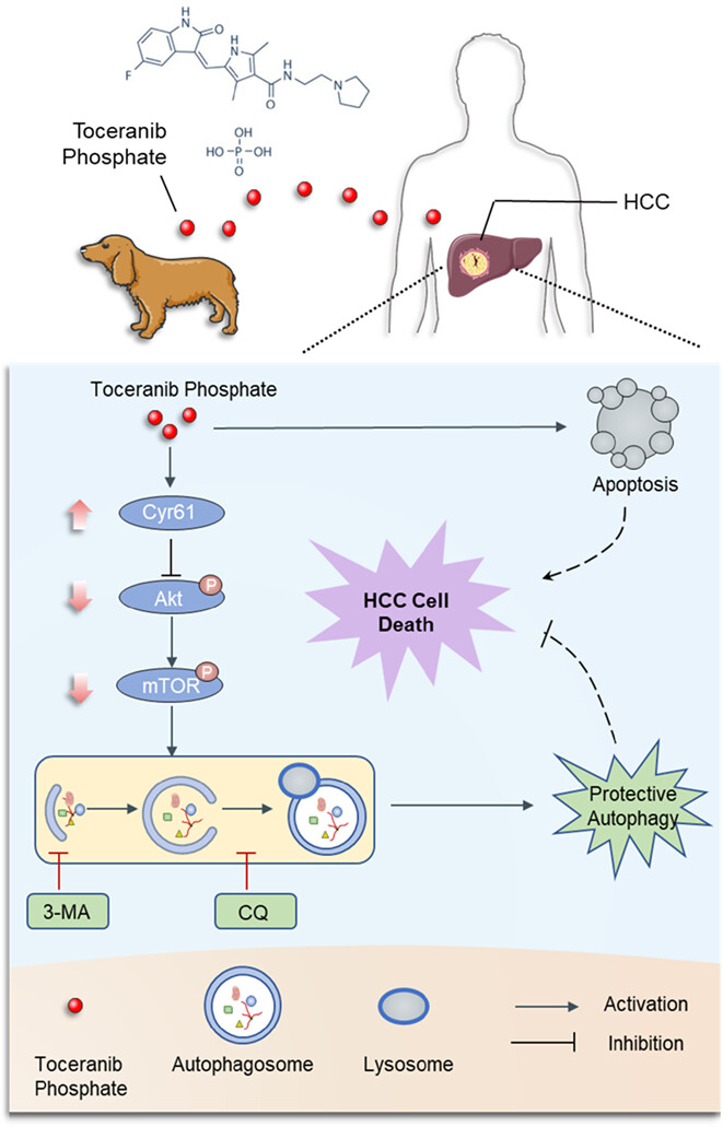 Discovery of canine drug toceranib phosphate as a repurposed agent against human hepatocellular carcinoma
