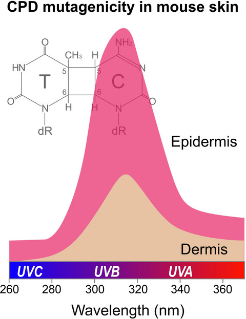 Wavelength- and Tissue-dependent Variations in the Mutagenicity of Cyclobutane Pyrimidine Dimers in Mouse Skin