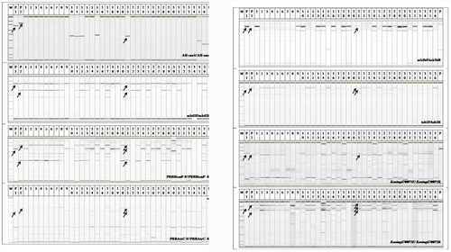 Details are in the caption following the image Details are in the caption following the image