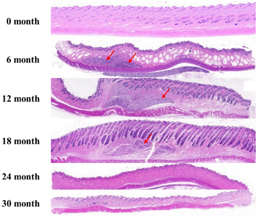 Details are in the caption following the image Details are in the caption following the image