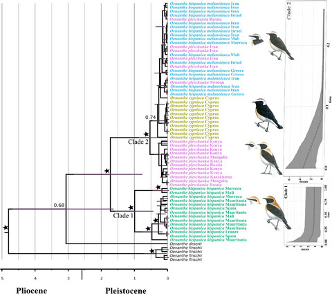 Phylogeography of the Oenanthe hispanica–pleschanka–cypriaca complex (Aves, Muscicapidae: Saxicolinae): Diversification history of open-habitat specialists based on climate niche models, genetic data, and morphometric data