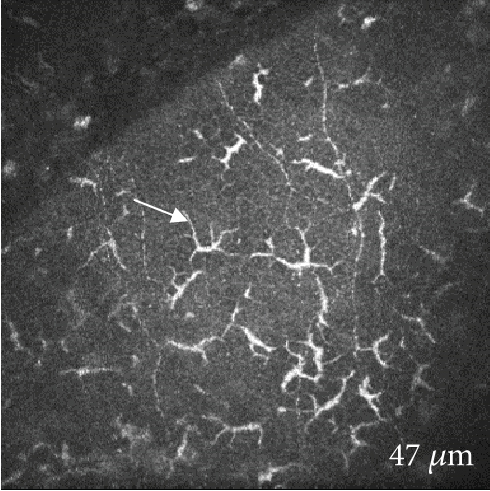 Details are in the caption following the image
