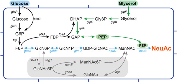 Improved N-acetylneuraminic acid bioproduction by optimizing pathway for reducing intermediate accumulation