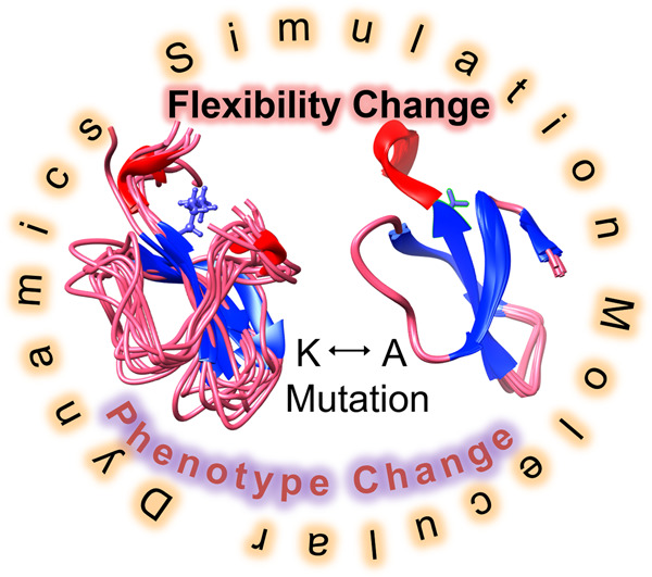 Exploring the use of molecular dynamics in assessing protein variants for phenotypic alterations