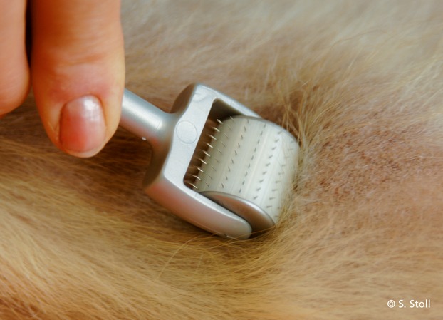 Microneedling as a successful treatment for alopecia X in two Pomeranian siblings