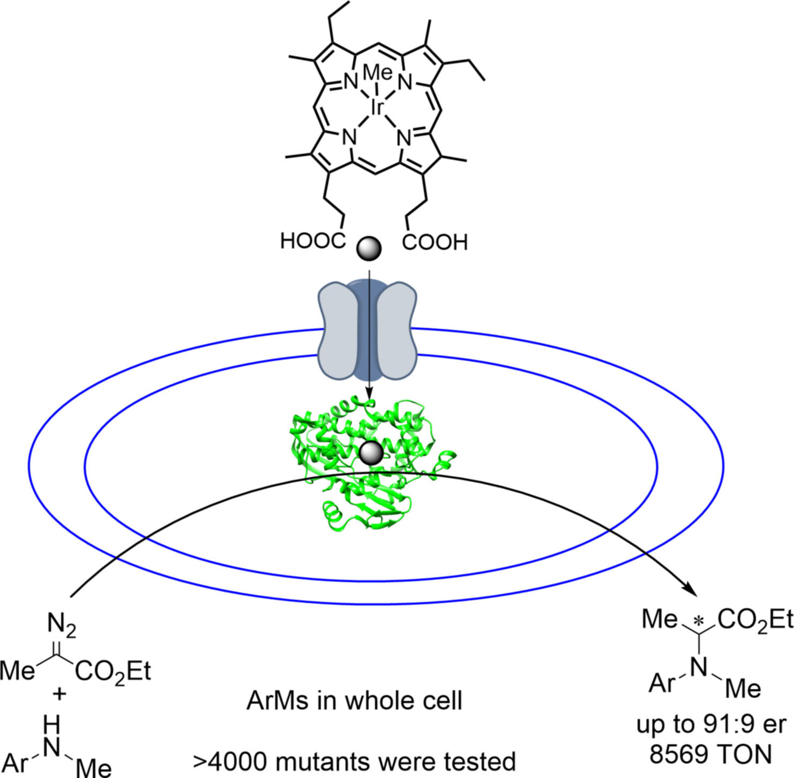 Directed Evolution of Artificial Metalloenzymes in Whole Cells