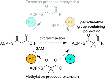Divergent Mechanistic Routes for the Formation of gem-Dimethyl Groups in the Biosynthesis of Complex Polyketides