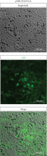 Details are in the caption following the image