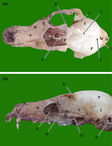 Details are in the caption following the image Details are in the caption following the image