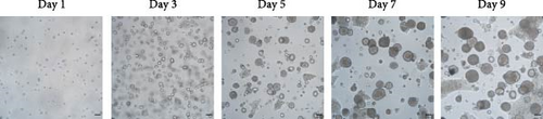 Details are in the caption following the image
