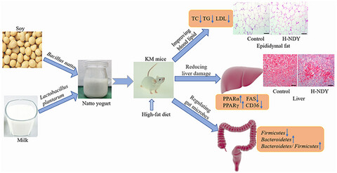 Functional yogurt fermented by two-probiotics regulates blood lipid and weight in a high-fat diet mouse model