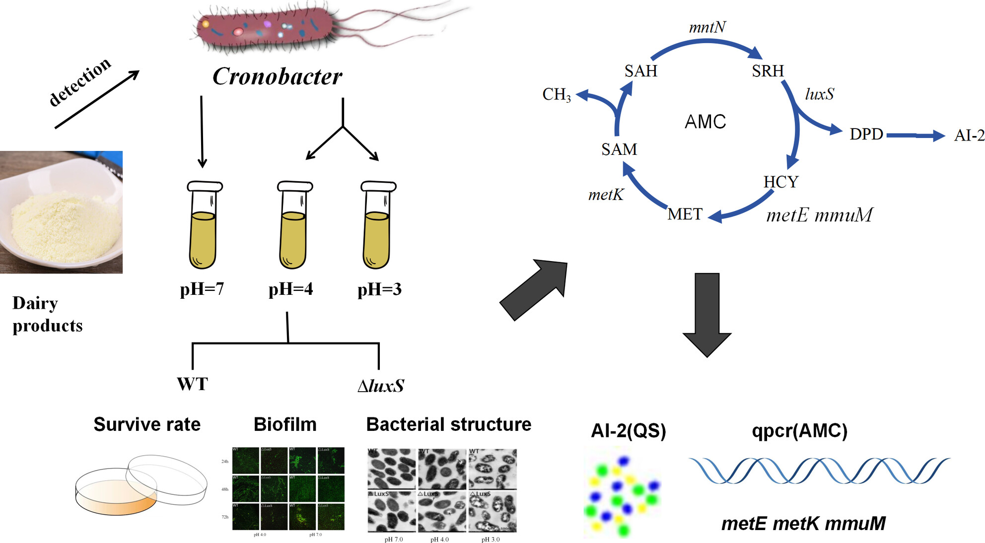 Uncovering phenotypic changes of luxS-mediated acid tolerance in Cronobacter malonaticus