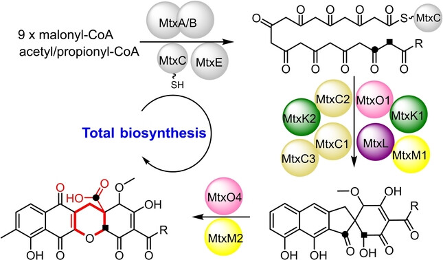 Total Biosynthesis of Mutaxanthene Unveils a Flavoprotein Monooxygenase Catalyzing Xanthene Ring Formation