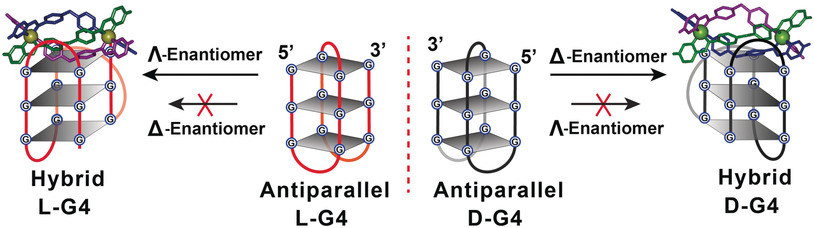 Mirror-Image Dependence: Targeting Enantiomeric G-Quadruplex DNA Using Triplex Metallohelices