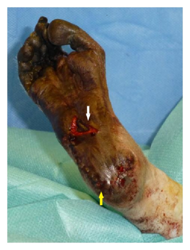 Details are in the caption following the image Details are in the caption following the image