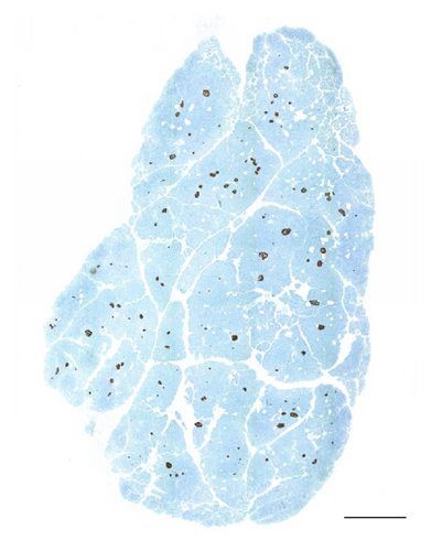 Details are in the caption following the image