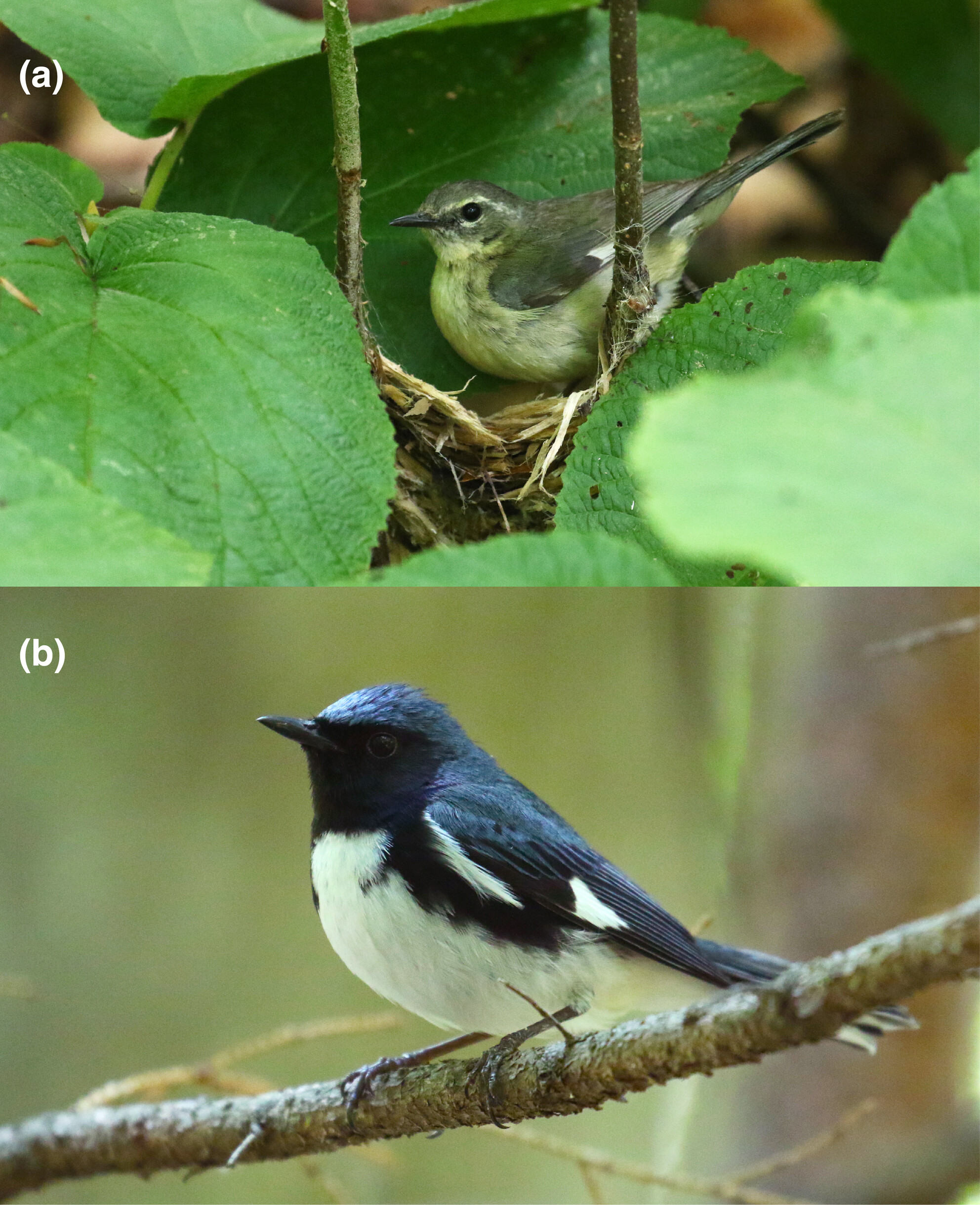 Black-throated blue warblers (Setophaga caerulescens) exhibit diet flexibility and track seasonal changes in insect availability