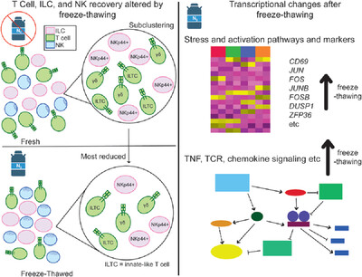 Single-cell RNA sequencing of cells from fresh or frozen tissue reveals a signature of freezing marked by heightened stress and activation