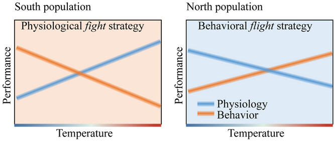 Flight or fight: different strategies of intertidal periwinkle Littoraria sinensis coping with high temperature across populations
