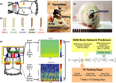Rat intersubjective decisions are encoded by frequency-specific oscillatory contexts