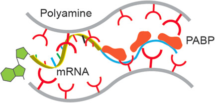 Polyamine-Mediated Stoichiometric Assembly of Ribonucleoproteins for Enhanced mRNA Delivery