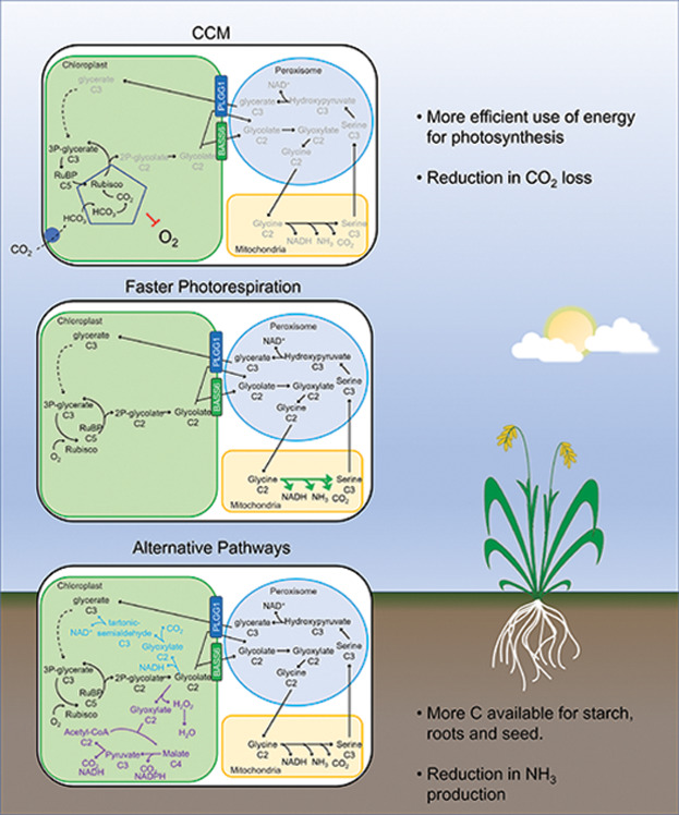 Optimizing photorespiration for improved crop productivity