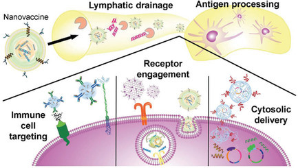 Biomimetic Nanoparticle Vaccines for Cancer Therapy