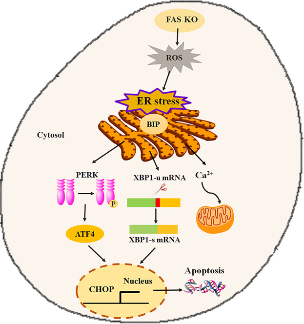 Fatty acid synthase knockout impairs early embryonic development via induction of endoplasmic reticulum stress in pigs
