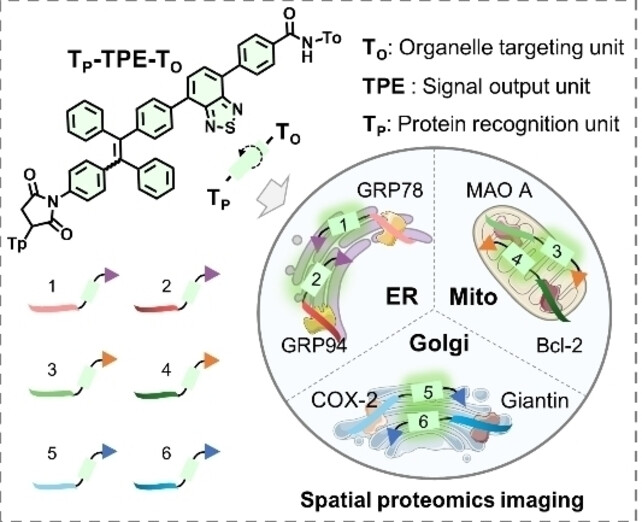 A Universal and Programmable Platform based on Fluorescent Peptide-Conjugated Probes for Detection of Proteins in Organelles of Living Cells