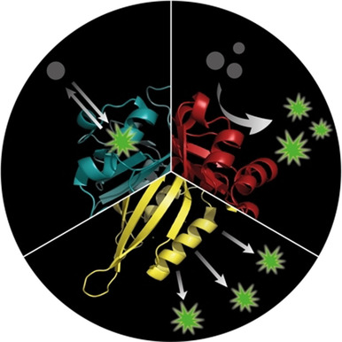 Genetically Encoded Activators of Small Molecules for Imaging and Drug Delivery