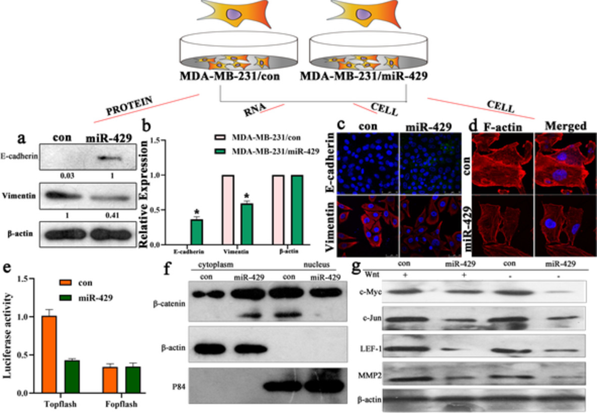 MiR-429 suppresses proliferation and invasion of breast cancer via inhibiting the Wnt/β-catenin signaling pathway