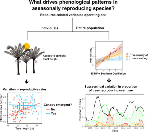 Resource-related variables drive individual variation in flowering phenology and mediate population-level flowering responses to climate in an asynchronously reproducing palm