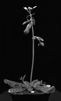 Chemical Strategies for Iron Acquisition in Plants