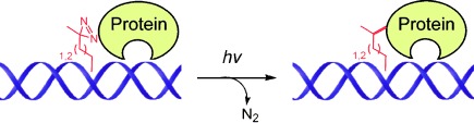 Diazirine-Based DNA Photo-Cross-Linking Probes for the Study of Protein–DNA Interactions