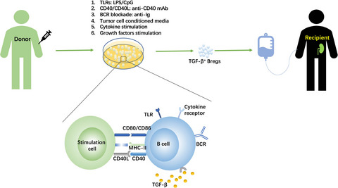 TGF-β-secreting regulatory B cells: unsung players in immune regulation