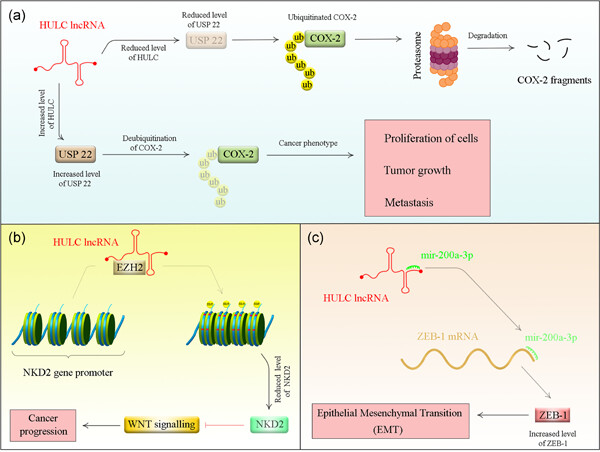 Highly upregulated in liver cancer (HULC): An update on its role in carcinogenesis