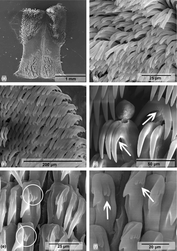 Details are in the caption following the image Details are in the caption following the image