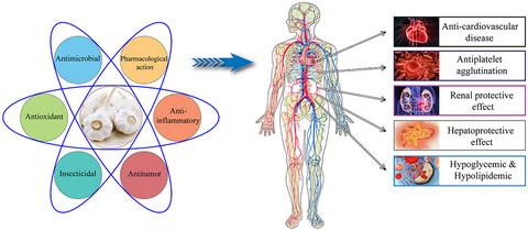 Bioactivity and health effects of garlic essential oil: A review