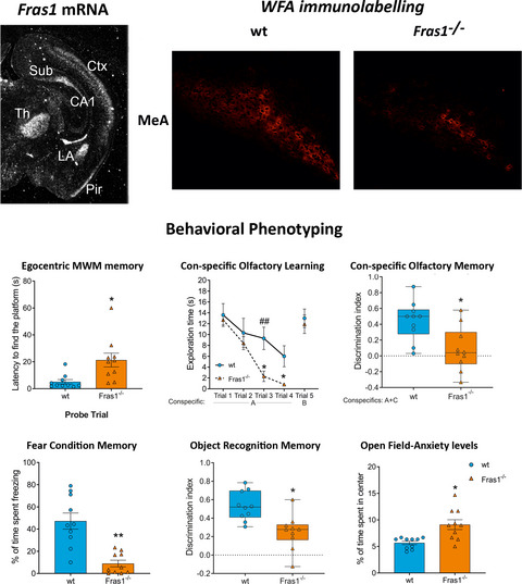 Behavioural effects of extracellular matrix protein Fras1 depletion in the mouse