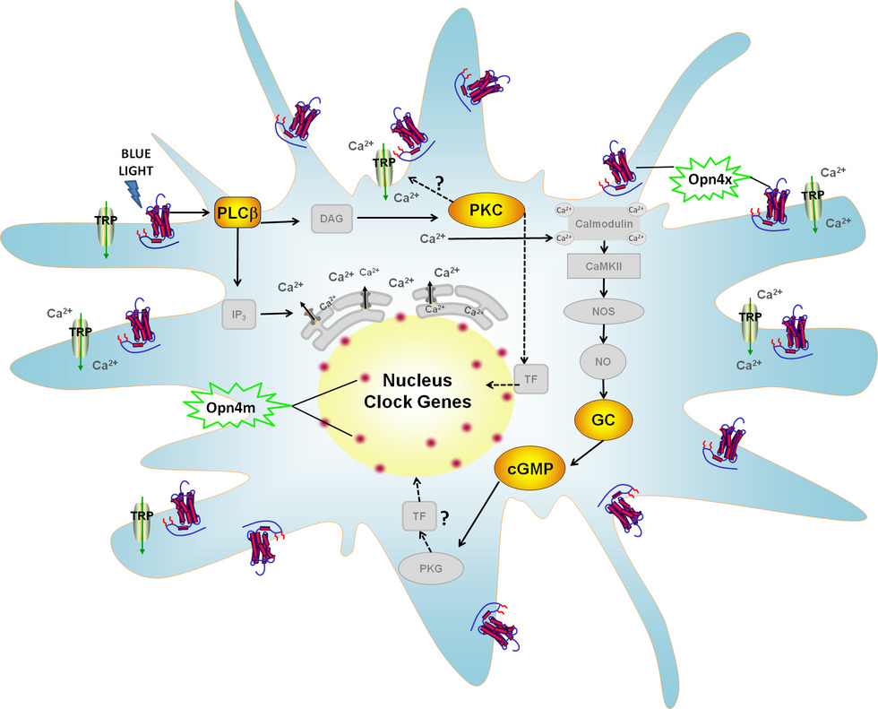 Melanopsins: Localization and Phototransduction in Xenopus laevis Melanophores