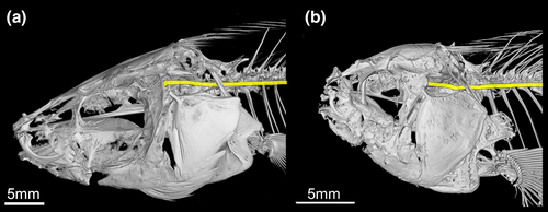 Details are in the caption following the image Details are in the caption following the image