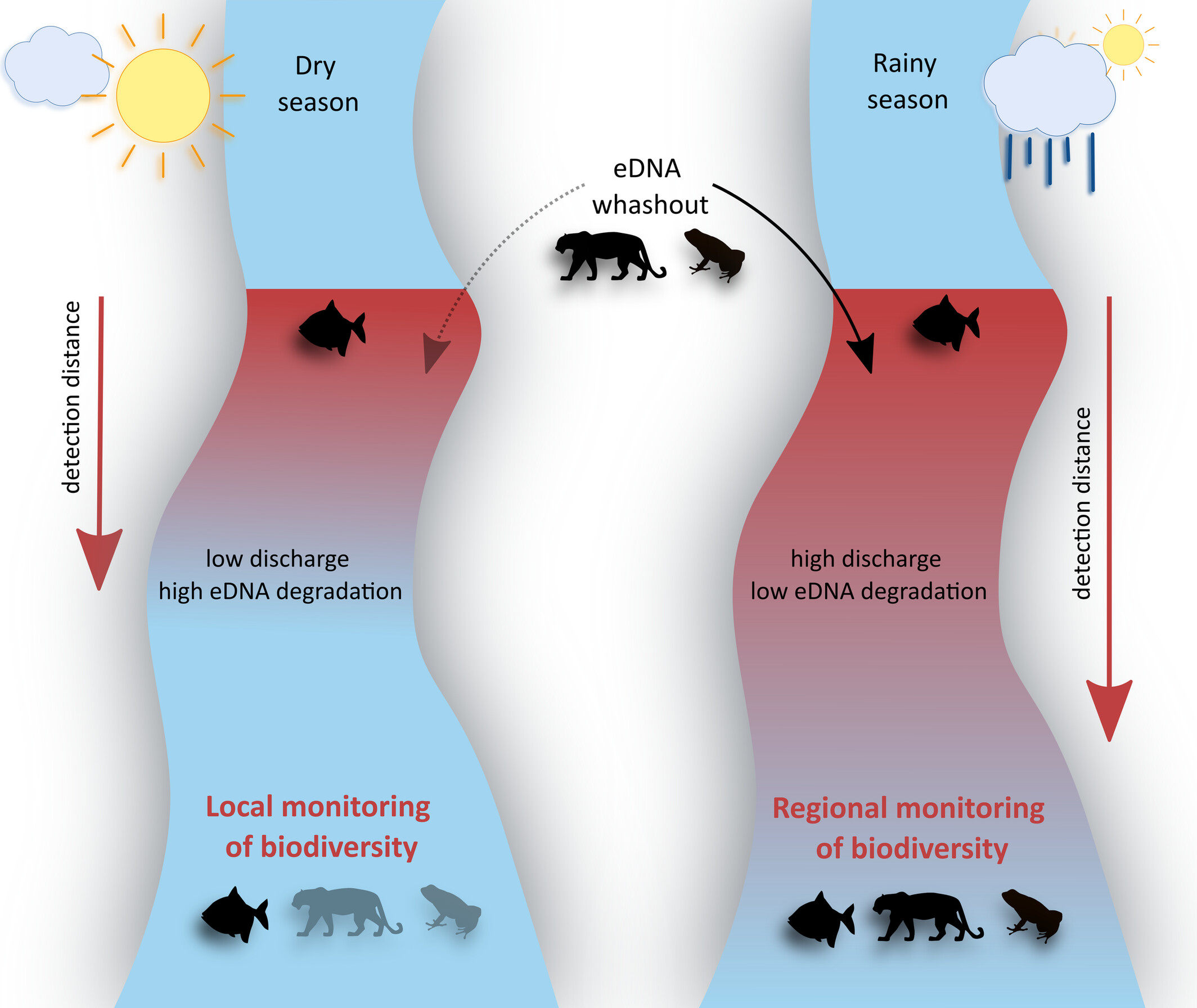 Tropical Rainfall and eDNA Washout Impact Estimations of Amazonian Biodiversity Patterns From Environmental Samples
