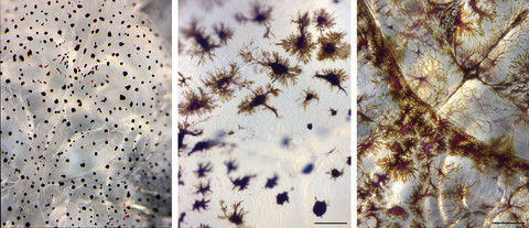 The potential for cleaner fish-driven evolution in the salmon louse Lepeophtheirus salmonis: Genetic or environmental control of pigmentation?