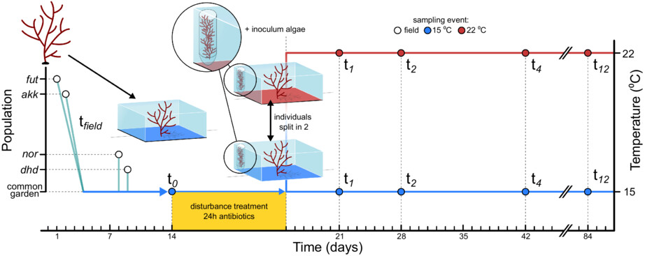 Non-native hosts of an invasive seaweed holobiont have more stable microbial communities compared to native hosts in response to thermal stress