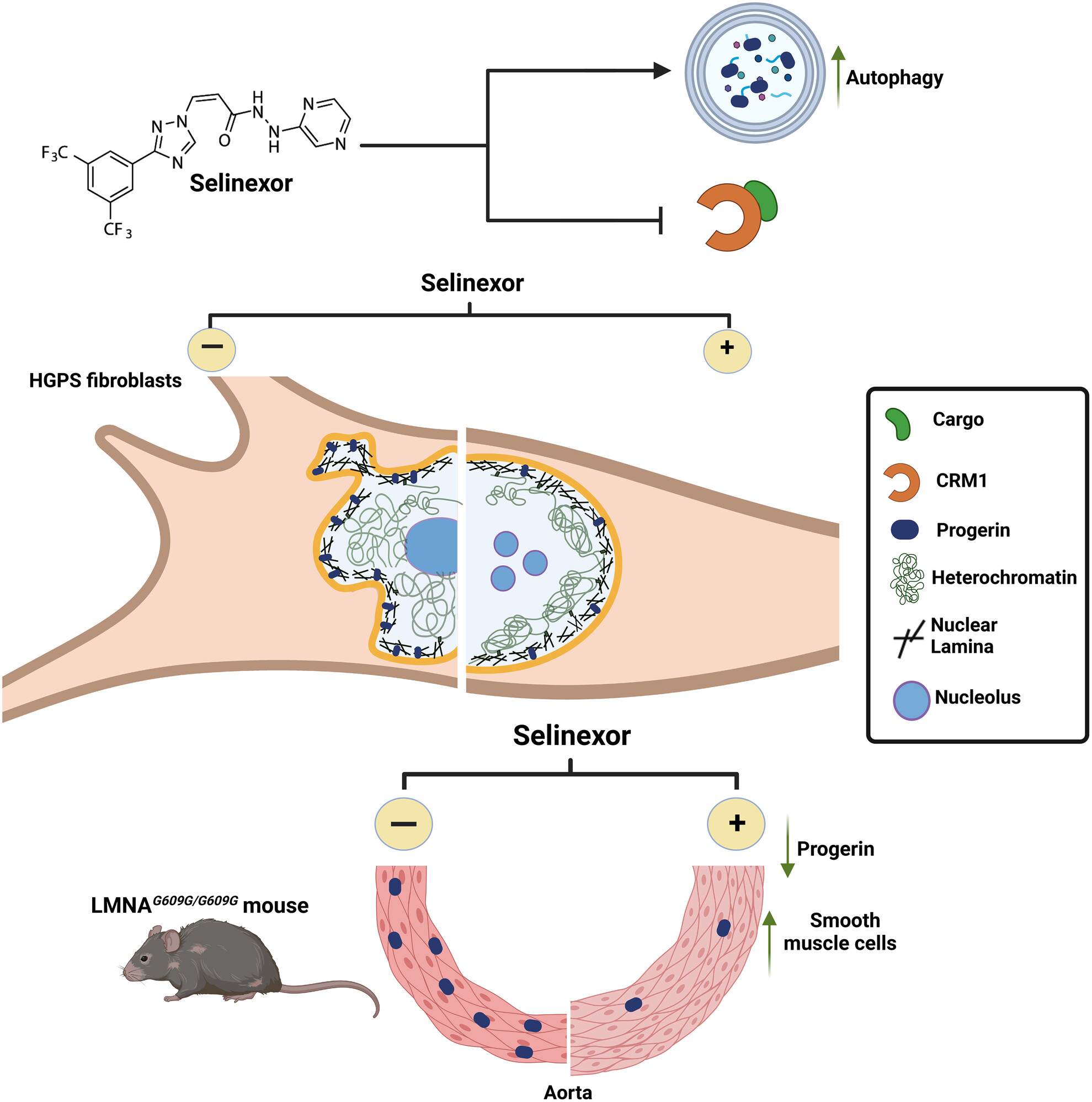 Targeting CRM1 for Progeria Syndrome Therapy