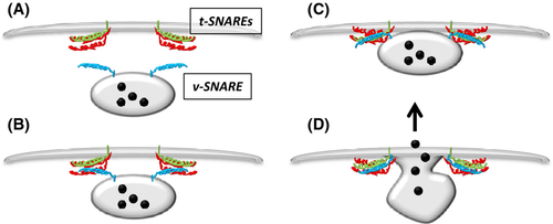 Details are in the caption following the image